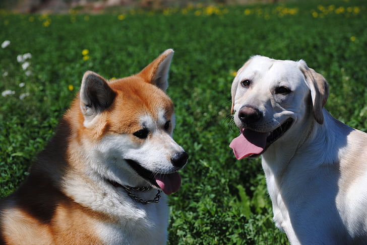Labrador, Akita, cani