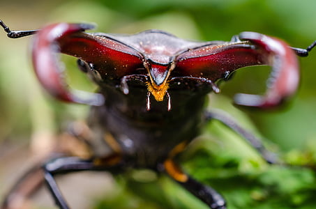 animal, antenna, beetle, close-up, color, flora, flower