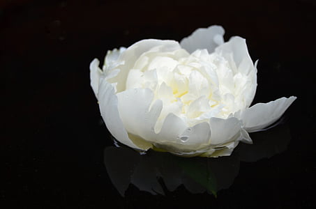 fleur, blanc, surface, paix, été, feuillage, réflexion