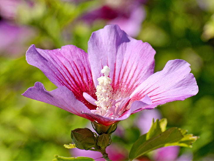 λουλούδι ιβίσκου, άνθος, άνθιση, Ιβίσκος, ύπερο, ροζ, φυτό
