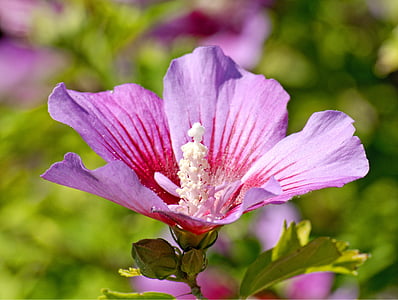 Hibiscus flower, zieds, Bloom, Hibiscus, pistil, rozā, augu