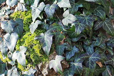 Ivy, pendaki, entwine, tanaman, pendakian, hijau, latar belakang