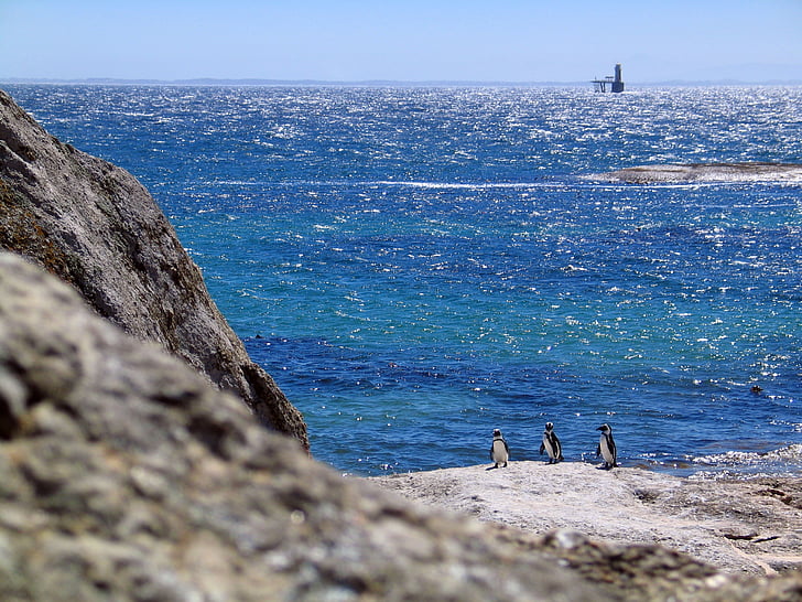 ocell, blanc i negre, espai de còpia, ocell marí, oceà, pingüins, roques