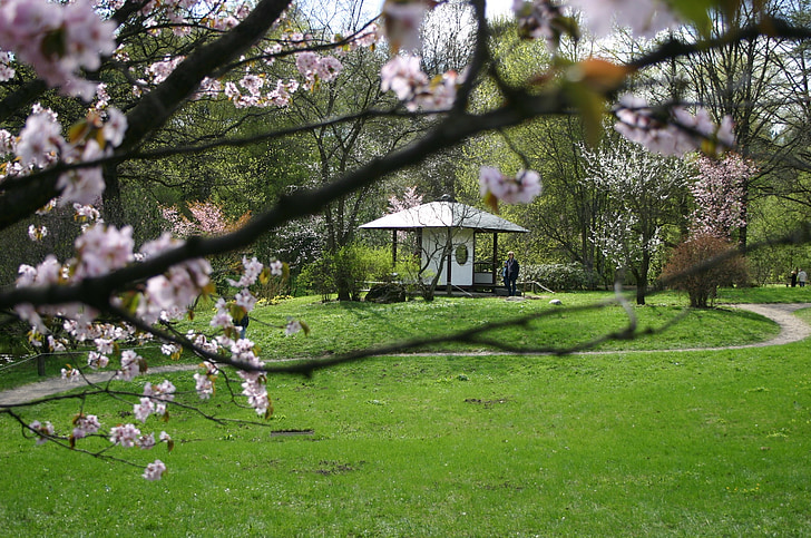 Sakura, treet, blomst, rosa, lysthus