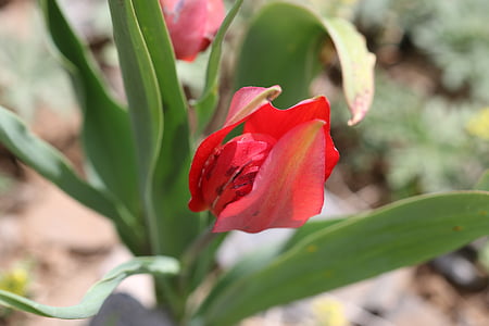 tulipes, vert, rouge, fleur, jardin, plante, fleurs