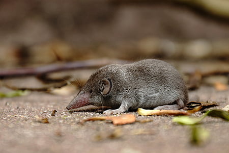 Musaraña, ratón, gris, naturaleza, roedor