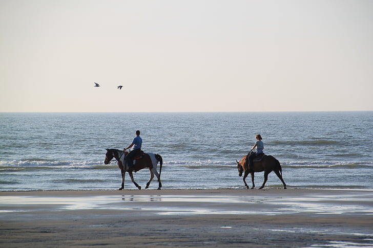 Berkuda, kuda, Reiter, naik, hewan, pemandangan, Pantai