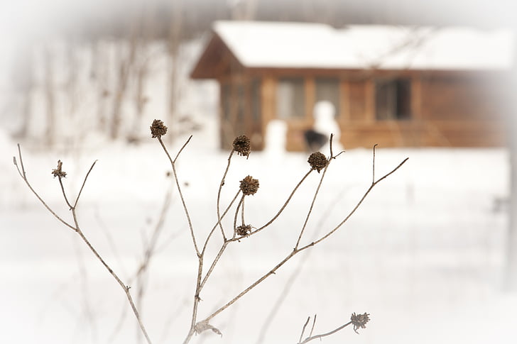 winter, plants, dried, branches, buds, yards, gardens