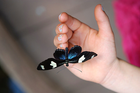 синій Доріс, Метелик, макрос, Комаха, метелики, комахи, крила