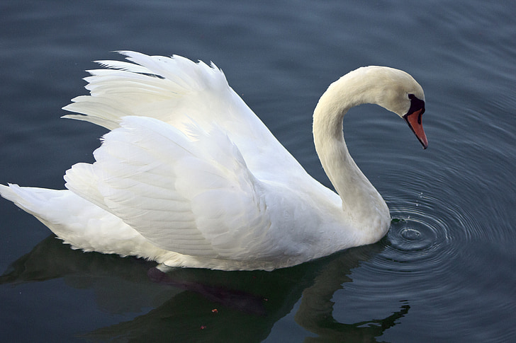 Cisne, água, Branco, animal, Lago, ao ar livre, bico