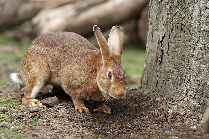 Bunny, lapin, animal de compagnie, mignon, brun, à l’extérieur, jardin