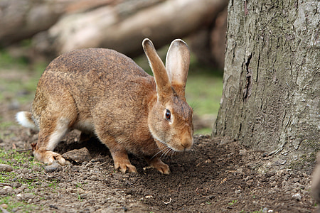 Conejito, conejo, mascota, lindo, marrón, al aire libre, jardín