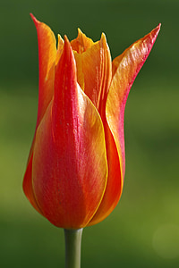 Tulipan, czerwony, pomarańczowy, Puchar, płatki, makro, pojedynczy