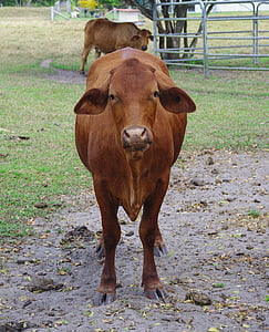 крава, говеда, животните, едър рогат добитък, ферма, селски, говеждо месо