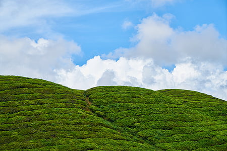 rumput, perkebunan teh, perkebunan, pemandangan, langit, latar belakang, hutan