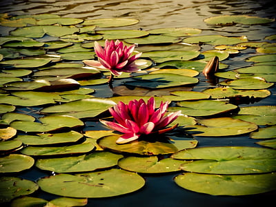 water, water lily, flower, nature, aquatic plant, swamp, color