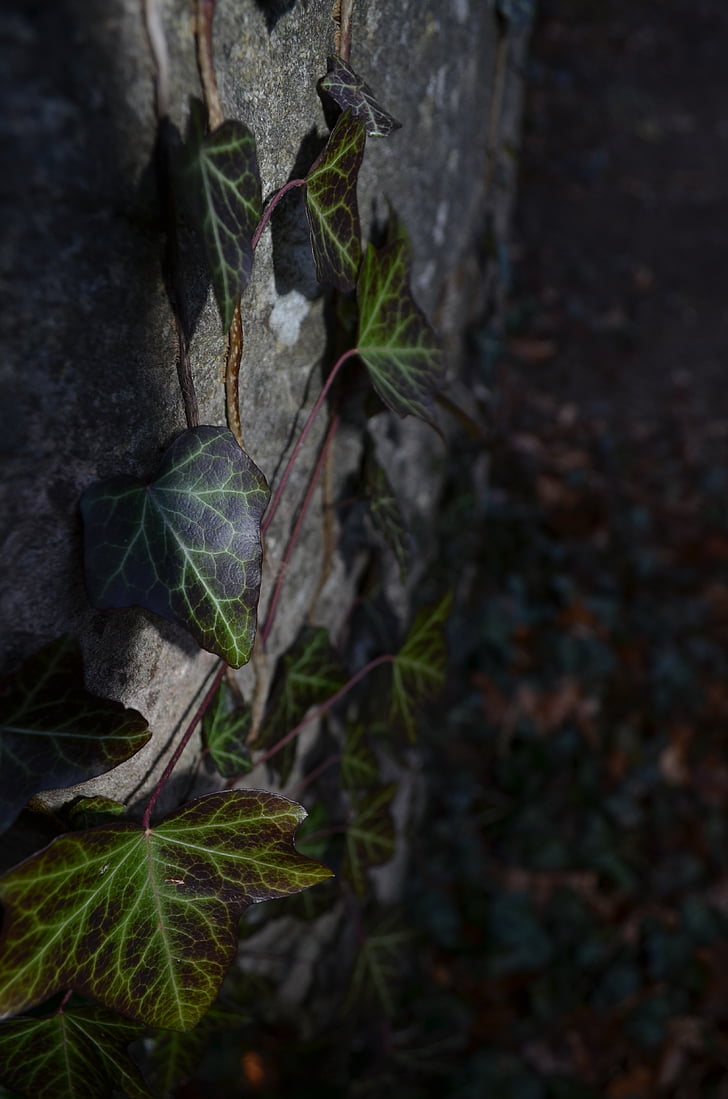 biljka, nadgrobni spomenik, kamena, jesen