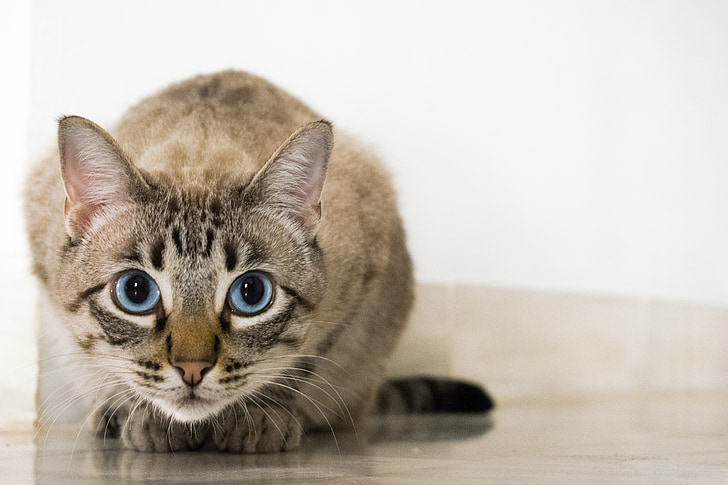 cat, animals, pet, feline look, eyes, cat eyes, blue eyes