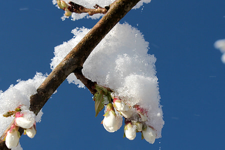 flor del cirerer, cirerers japonès, flor tancat, primavera, branca, neu, coberta de neu persistent