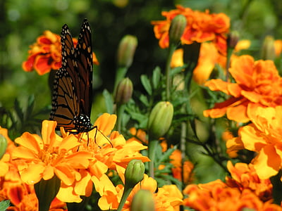 Бархатцы, оранжевые цветы, бабочка, Монарх, спаривающиеся насекомых, Семейные Нимфалиды, бутоны