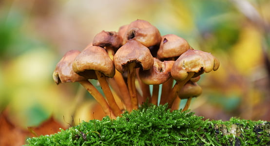houby, podzim, Les, Příroda, vlhký, herbstimpression, podzimní les