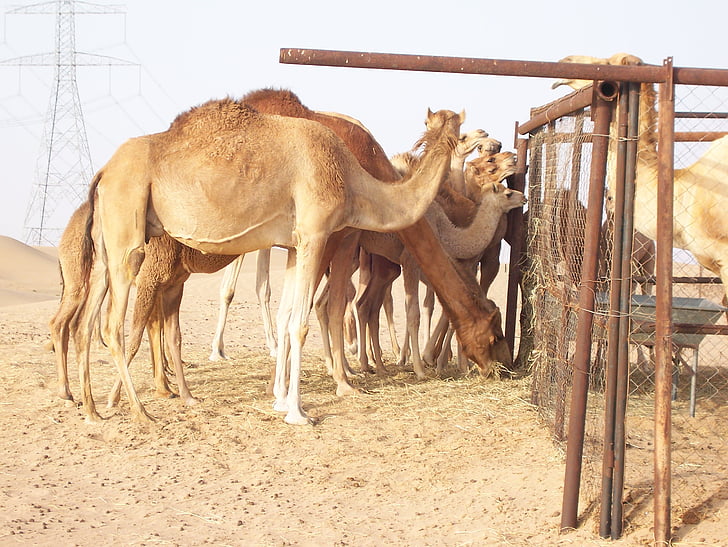 camelo, deserto, dromedário, Sahara, Tuareg, areia dourada, areia