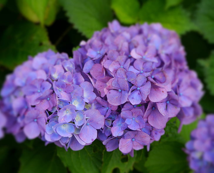 hortenzija, Violeta, kannonzaki, Yokosuka, Kanagawa, Japāna, Japāna, zila