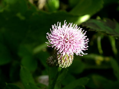 kukka, violetti, vaaleanpunainen, takiainen, Barb, Bloom, värikäs