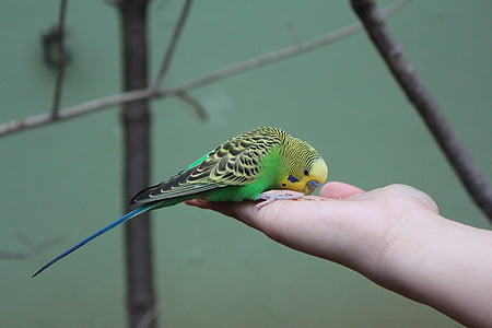 nove, papiga, ptice, : Everland, zelena, krmljenje ptic, roko
