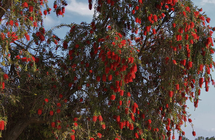 strom, červená, Flora