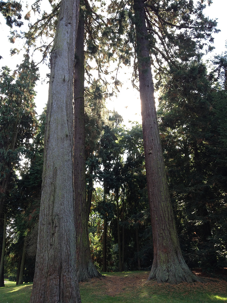 Redwoods, Sequoia, Redwood bomen, bos, Giant redwood, mammoet boom