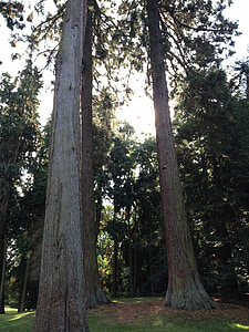 sekvoje, Sequoia, Redwood stromy, Les, Obří redwood, mamutí strom