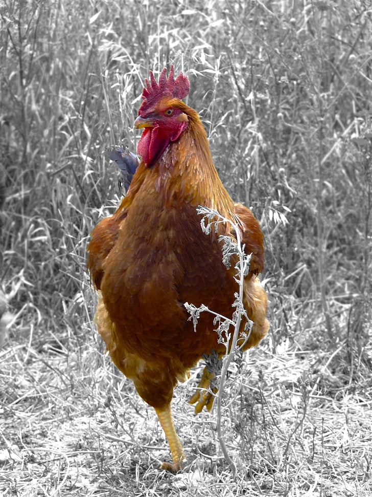 bird, rooster, chicken, poultry farm, thursday, field