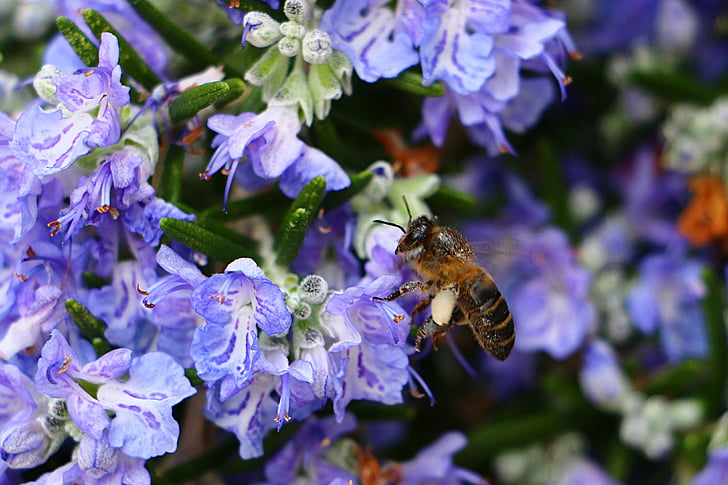 пчела, розмарин, цветен прашец, цвете, лилаво, насекоми, едно животно