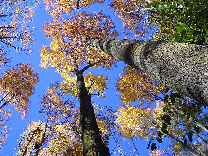木, 見上げる, フォレスト, 空, 自然, 抽象的な, ツリー