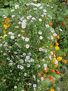 Bahçe, çiçekler, Sonbahar, Çiçek Bahçesi, Açık, renkli, Sonbahar