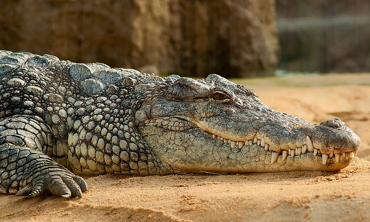hewan, hewan fotografi, buaya, Crocodylus nila, makro, reptil