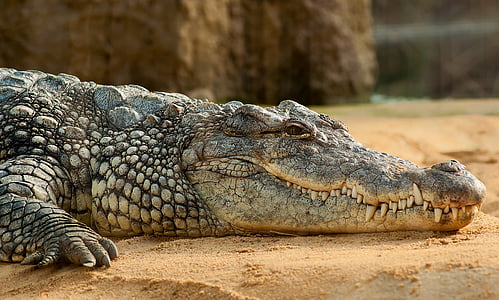 животное, фотографии животных, Крокодил, Crocodylus niloticus, макрос, Рептилия