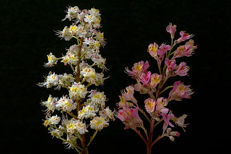 castagno, Blossom, Bloom, bianco, rosso, rosso fioritura buckeye, rosskastanie bianco