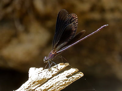 libèl·lula negre, damselfly, zona humida, calopteryx haemorrhoidalis, tronc, insecte, natura