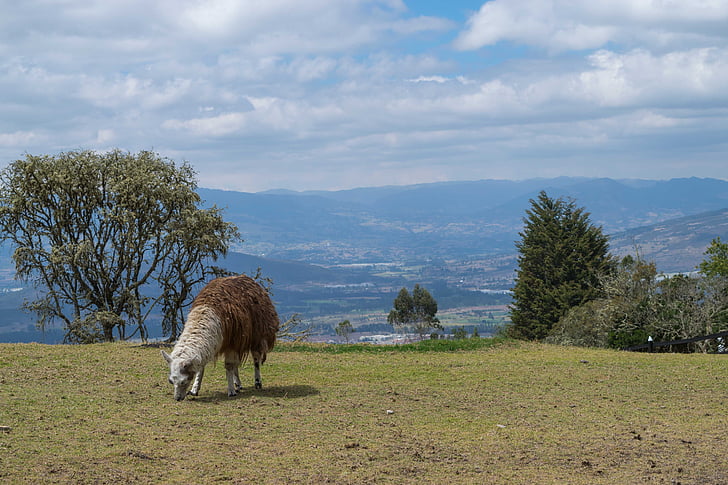 Kolombiya, doğa, çevre, çayır, hayvan, çimen, alev