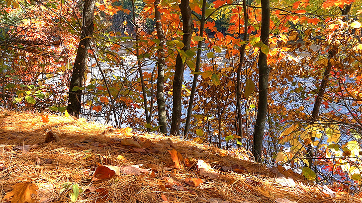 stromy, Les, na podzim, krajina