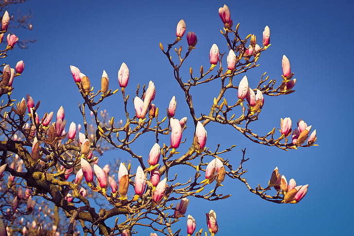Magnolia, puu, lilled, õis, Bloom, kevadel, loodus