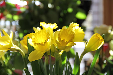 narcisos, flores, Primavera, flor amarela