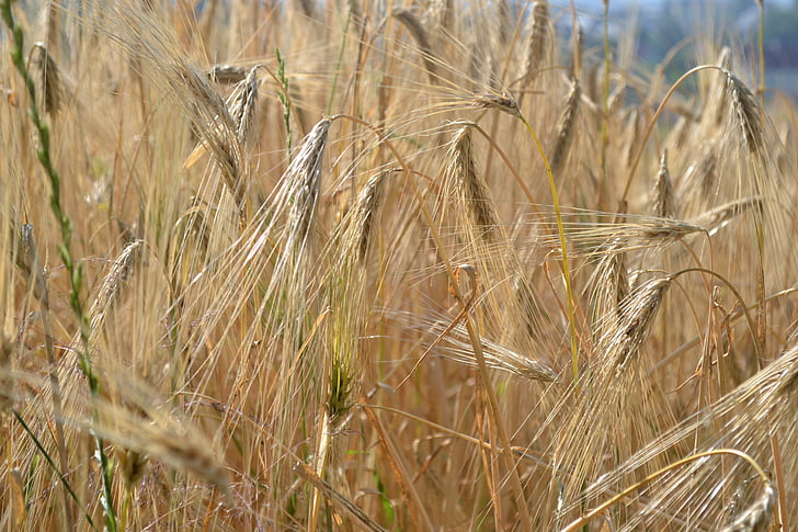 pšenice, poletje, travnik, polje, krajine, poletni travniki