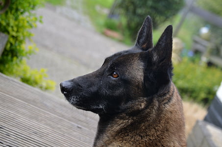 Shepherd dog, Bỉ malinois, động vật