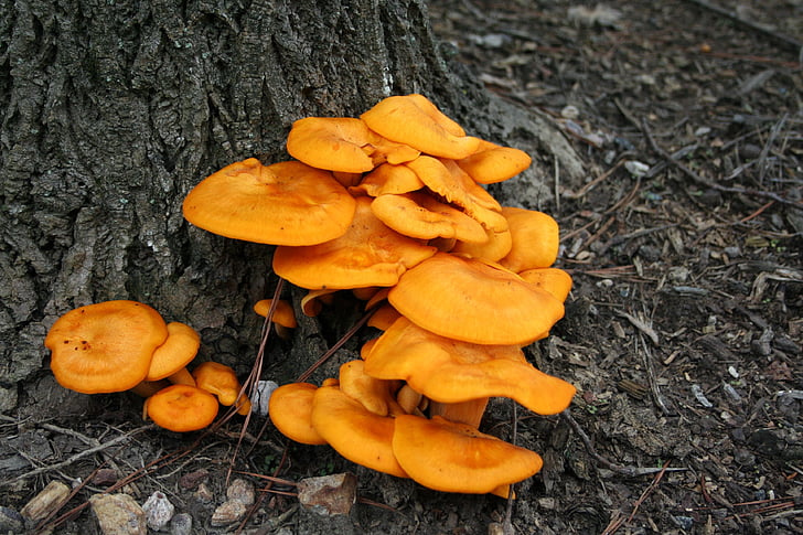 mushroom, fungus, toxic, yellow, toadstool, wild, growth
