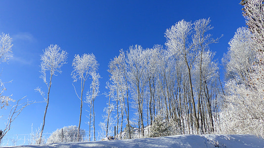 Príroda, zimné, Zimná krajina, stromy, za studena, Sky, Mountain