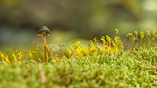 mushroom, moss, sponge, growth, flower, nature, one animal