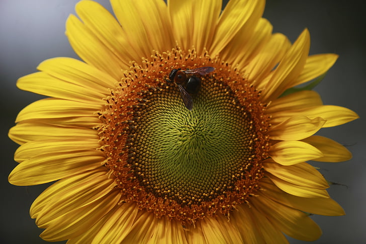 květ, Slunečnice, včela, Příroda, léto, žlutá, závod